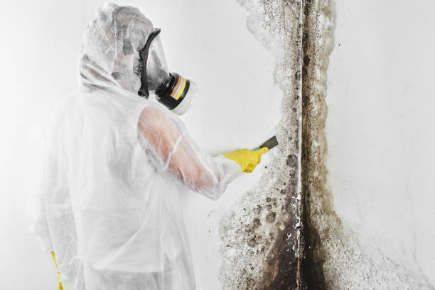 Best Crawl Space Mold Remediation in La Crosse, WI