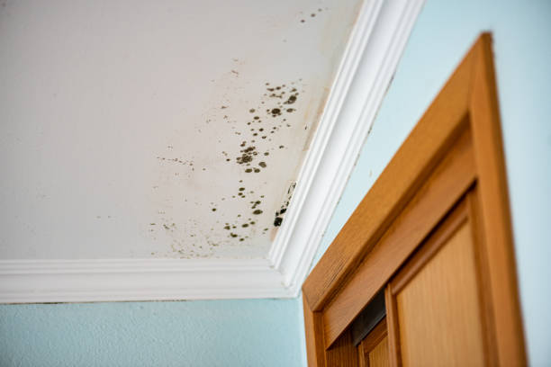 Best Bathroom Mold Remediation in La Crosse, WI