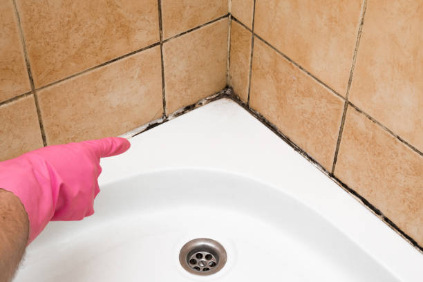 Best White Mold Remediation in La Crosse, WI